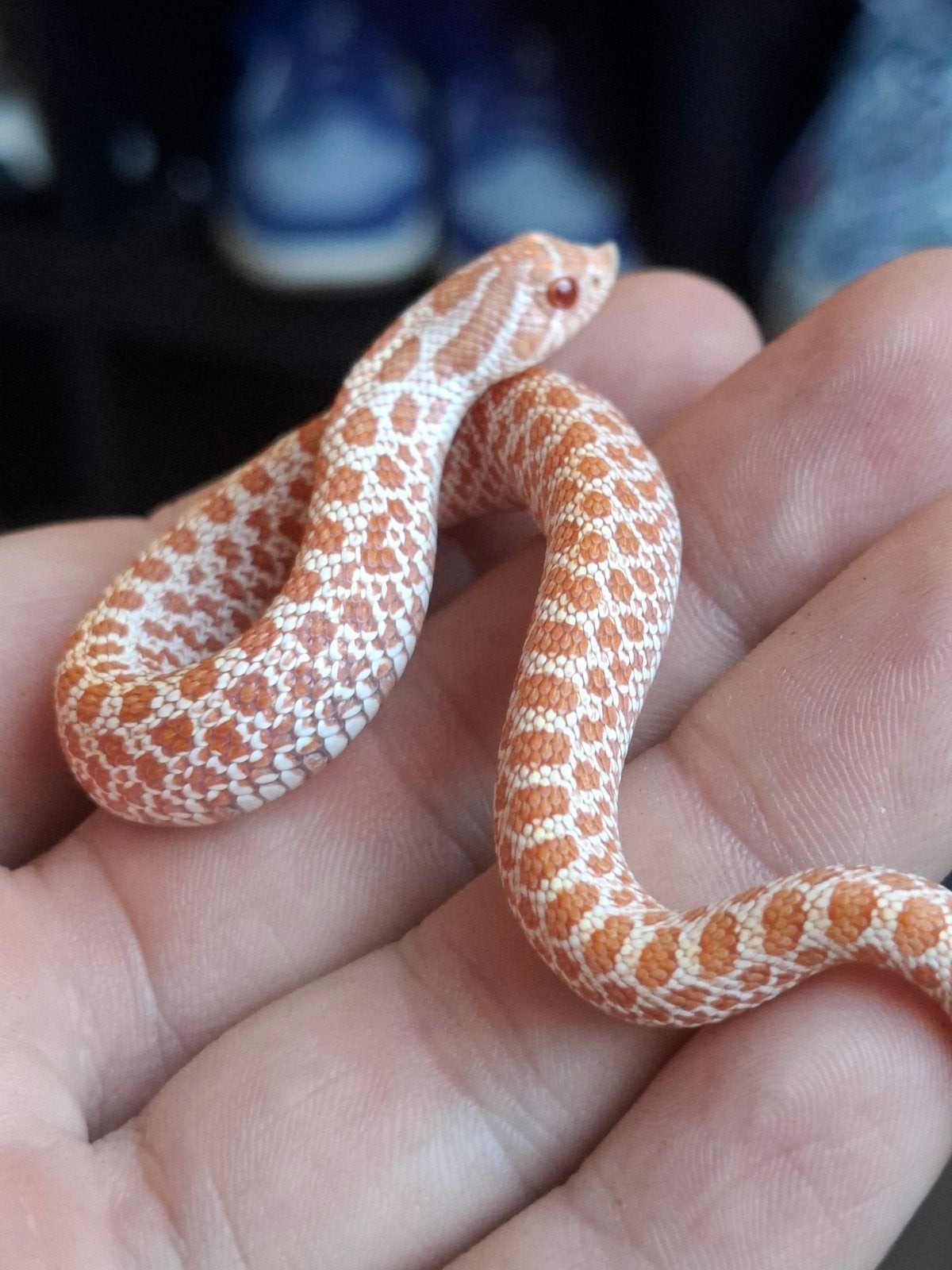 albino artic haakneus Hognose Snake photo 5