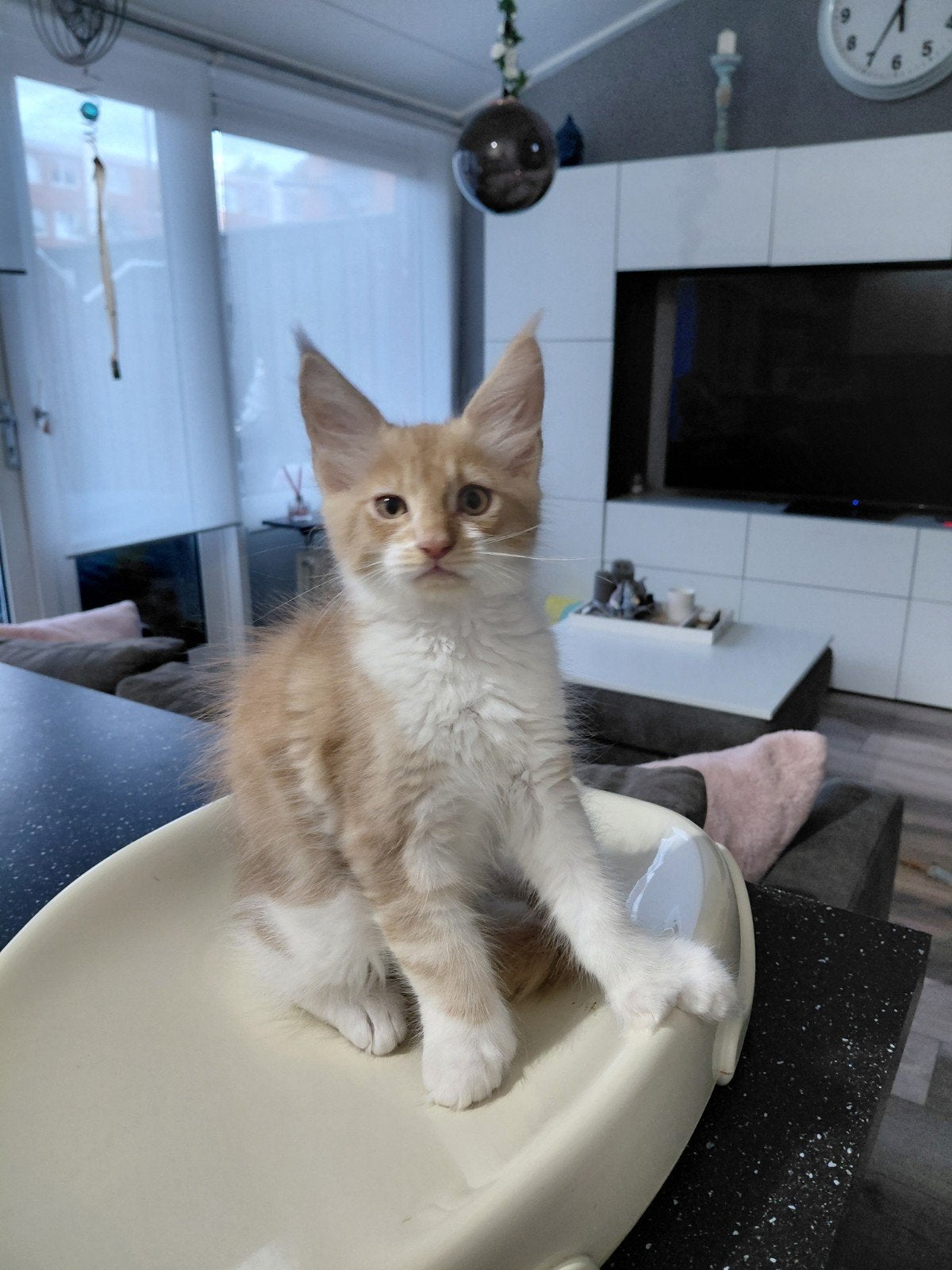 Maine Coon kitten met Stamboom, Kater, Met stamboom, 0 tot 2 jaar