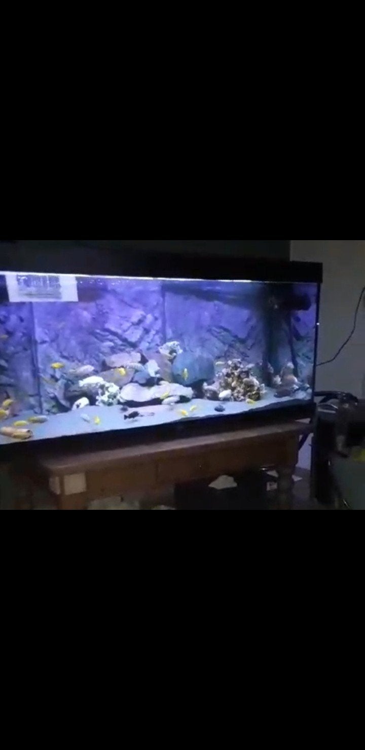 Aquarium 150cm heel veel toebehoren pompen etc, Ophalen, Zo goed als nieuw