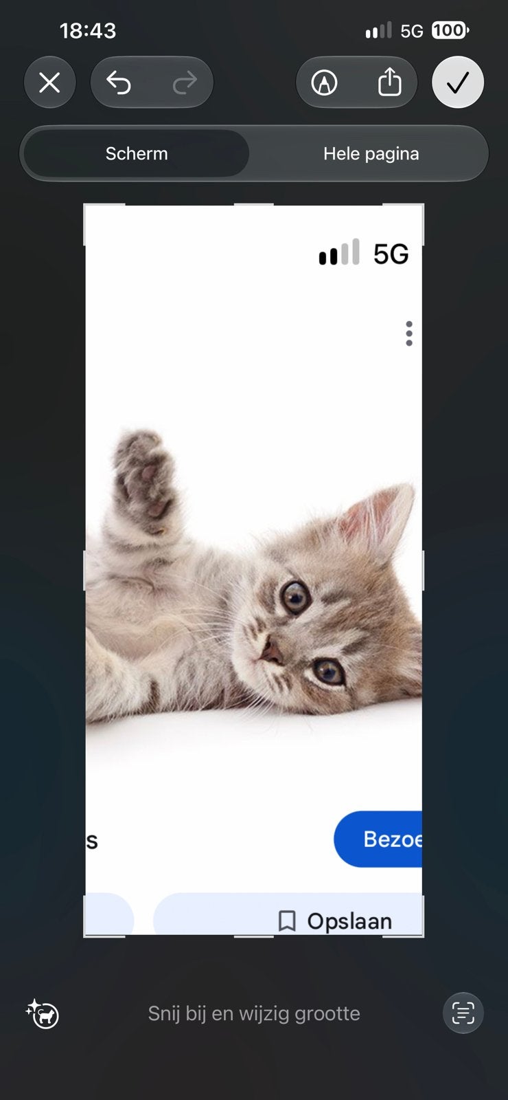 Gezocht kitten, Dieren en Toebehoren, Geslacht onbekend, Ontwormd, 0 tot 2 jaar
