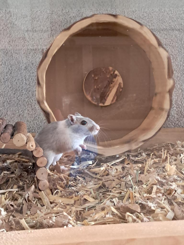 Gerbil vrouwtje, Dieren en Toebehoren, Augustus, Vrouwelijk, Overige typen, Tam