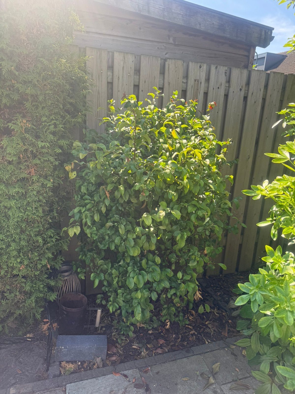 Mooie rozenstruik – grote plant, Tuin en Terras, Planten | Struiken en Hagen, Ophalen, Overige soorten