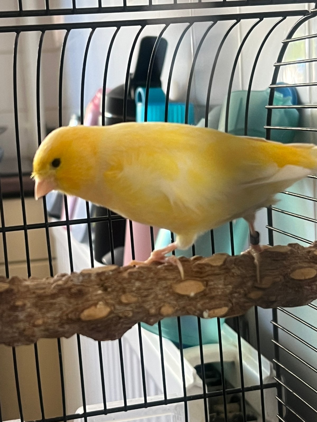 Waterslager kanarie man, Dieren en Toebehoren, Vogels | Kanaries, Mannelijk, Zangkanarie