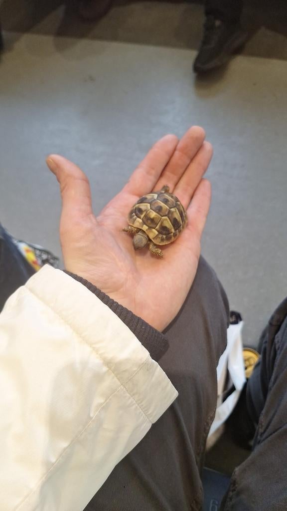 Griekse schildpad, Schildpad, 0 tot 2 jaar