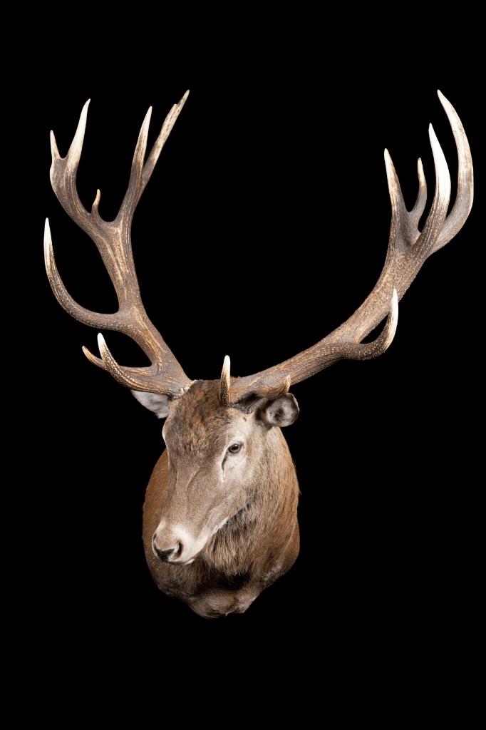 Edelhert Taxidermie, Ophalen, Zo goed als nieuw, Overige soorten, Opgezet dier