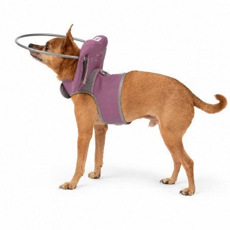 Muffin’s Halo voor blinde hond, Dieren en Toebehoren, Ophalen of Verzenden, Zo goed als nieuw, Hondenriem