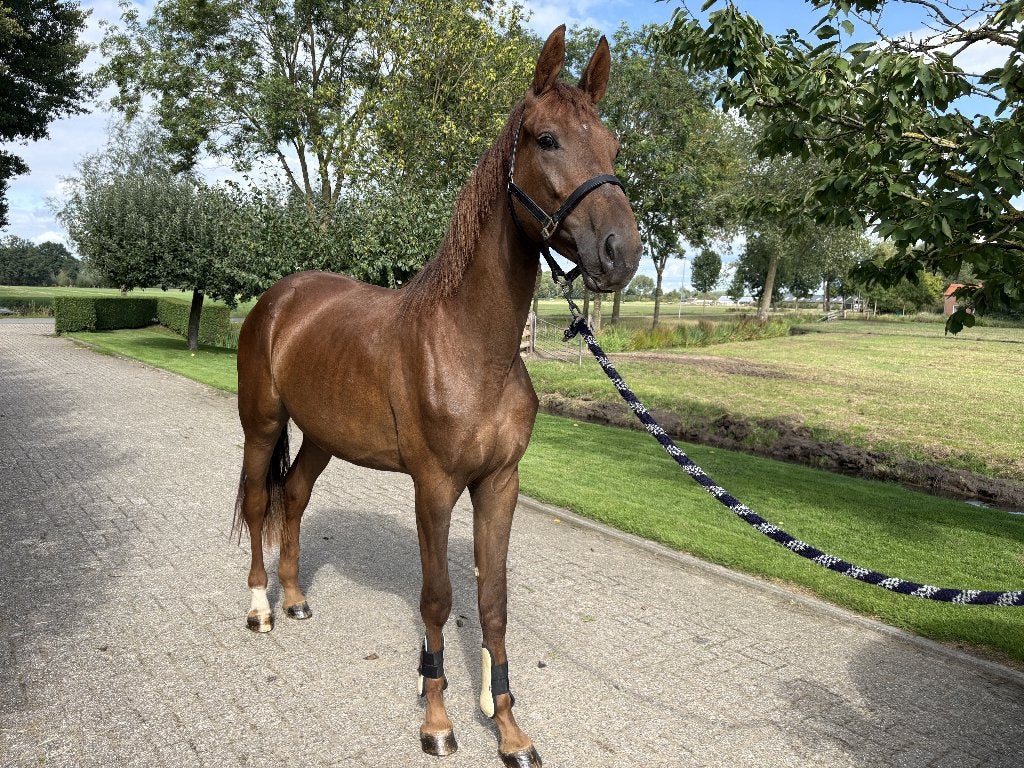 Super lieve 2,5 jarige (dressuur) merrie, Dieren en Toebehoren, Paarden, Merrie, Met stamboom, Dressuurpaard, 0 tot 2 jaar