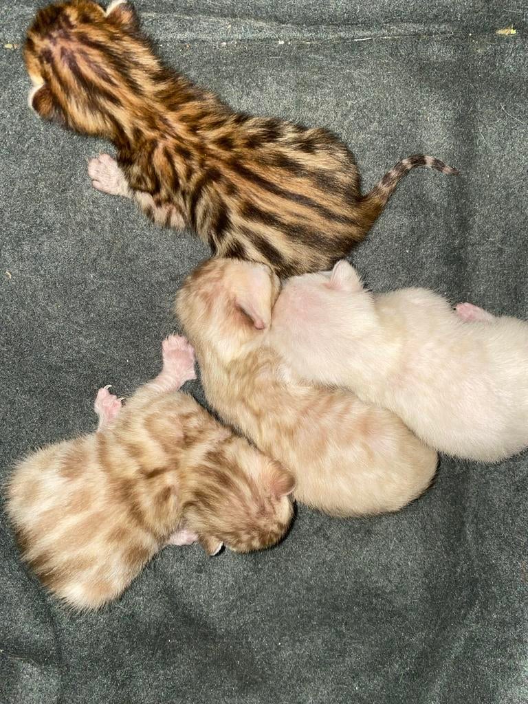 Bengaalse kittens, 0 tot 2 jaar