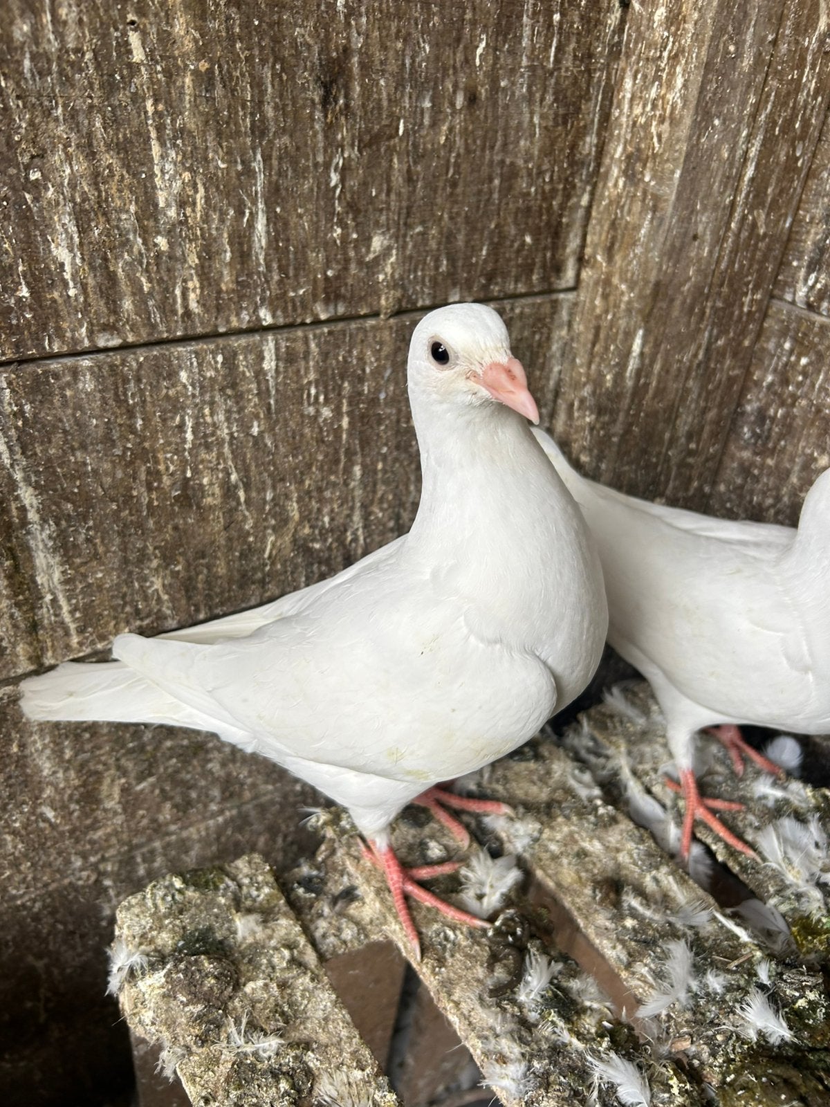 jonge witte postduiven duiven te koop, Dieren en Toebehoren, Meerdere dieren, Postduif