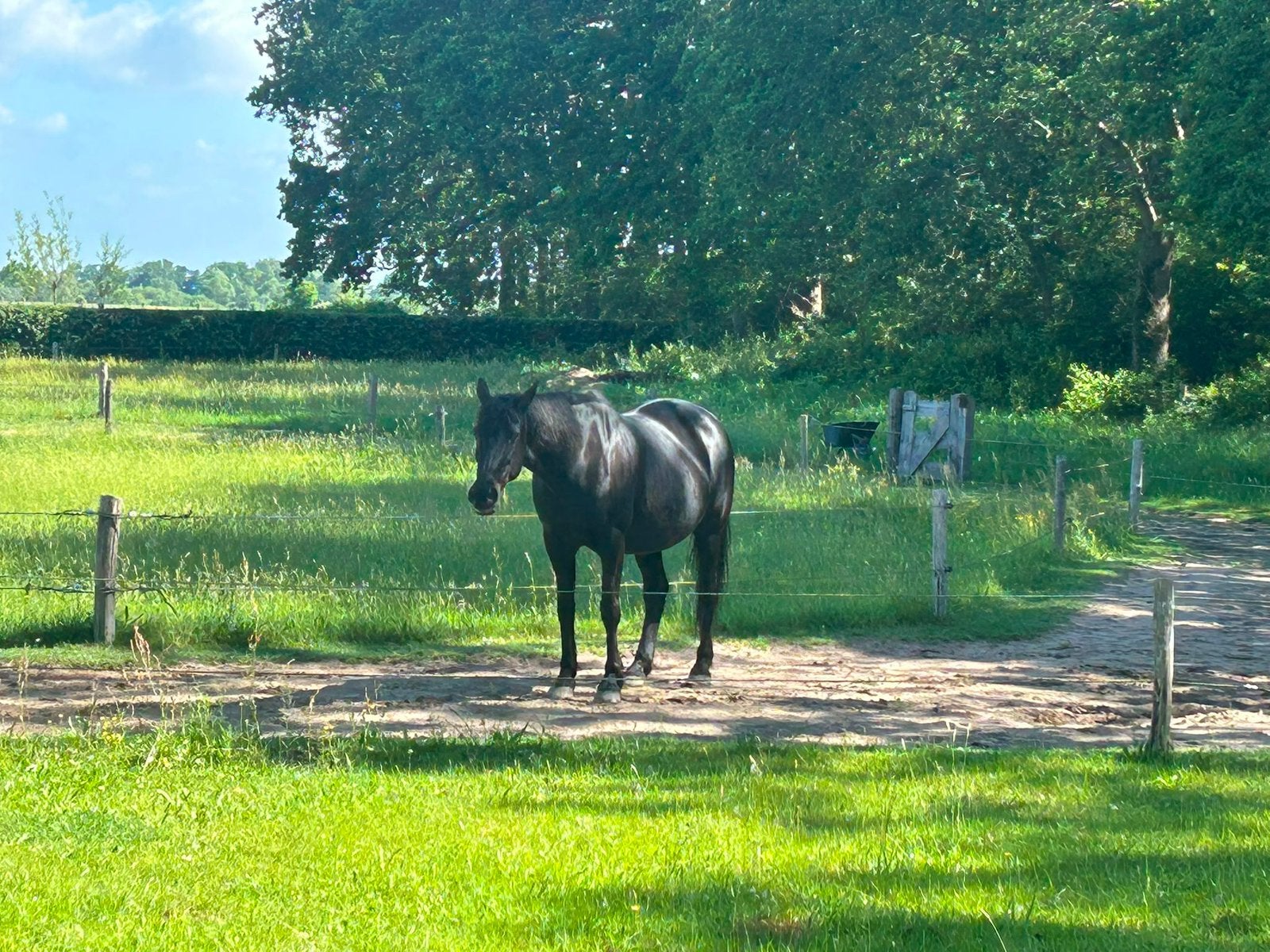 Aangeboden weidegang voor een pony Zwolle noord, Dieren en Toebehoren, Stalling en Weidegang