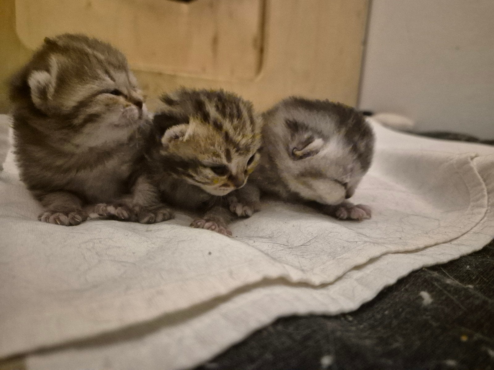 Britse korthaar kittens ( 110626 geboren), Ontwormd