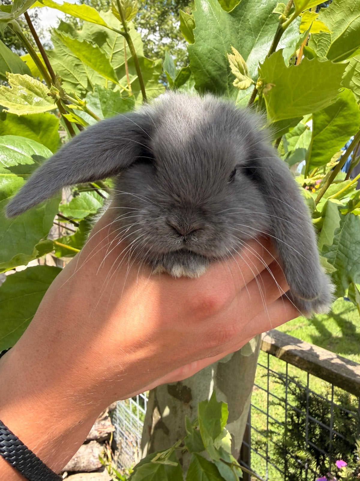 Franse hangoor konijntjes, Dieren en Toebehoren, Konijnen, Meerdere dieren, Groot, Hangoor, 0 tot 2 jaar