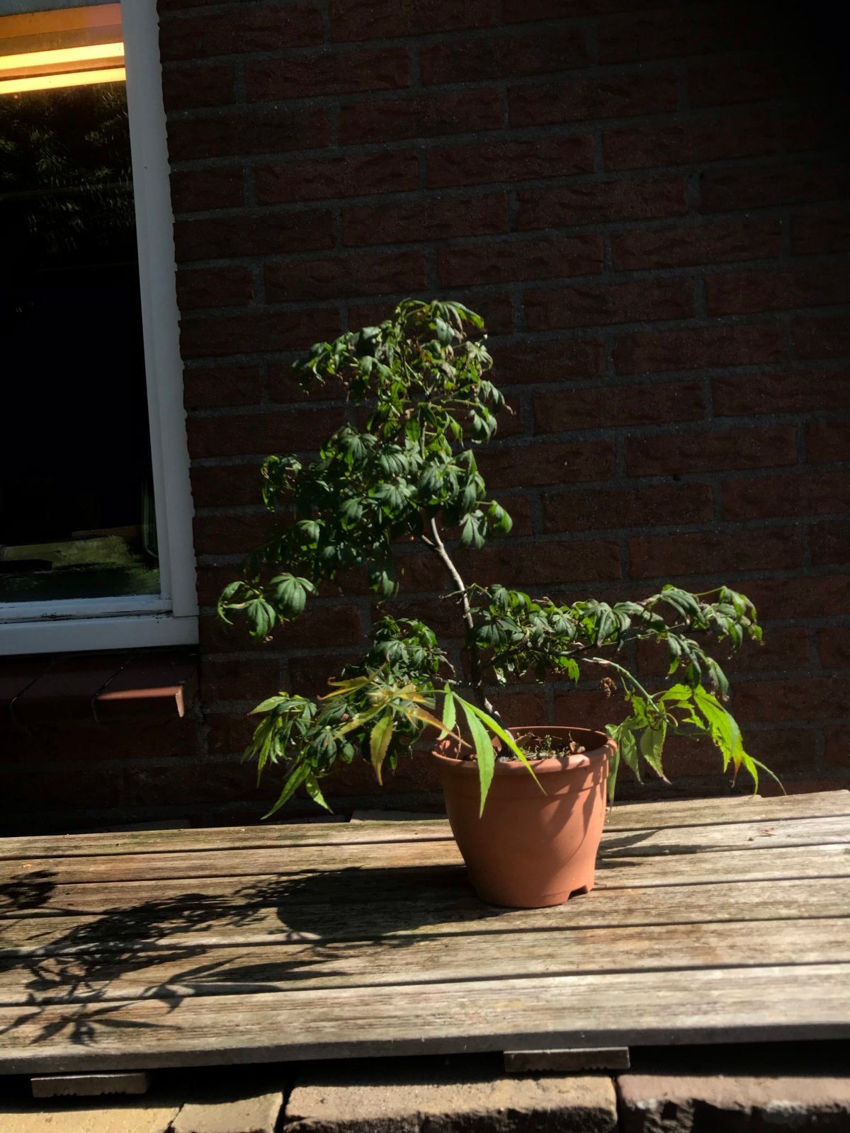 Japanse Esdoorn (Acer Palmatum) - Kleine Boom/Bonsai, Vaste plant, Bloeit niet, Halfschaduw, Ophalen