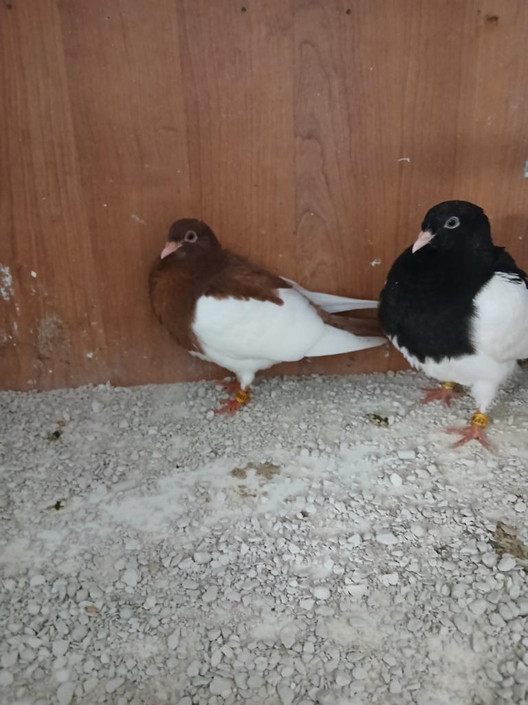 Jonge ekster tuimelaars, Meerdere dieren, Tuimelaar of Roller