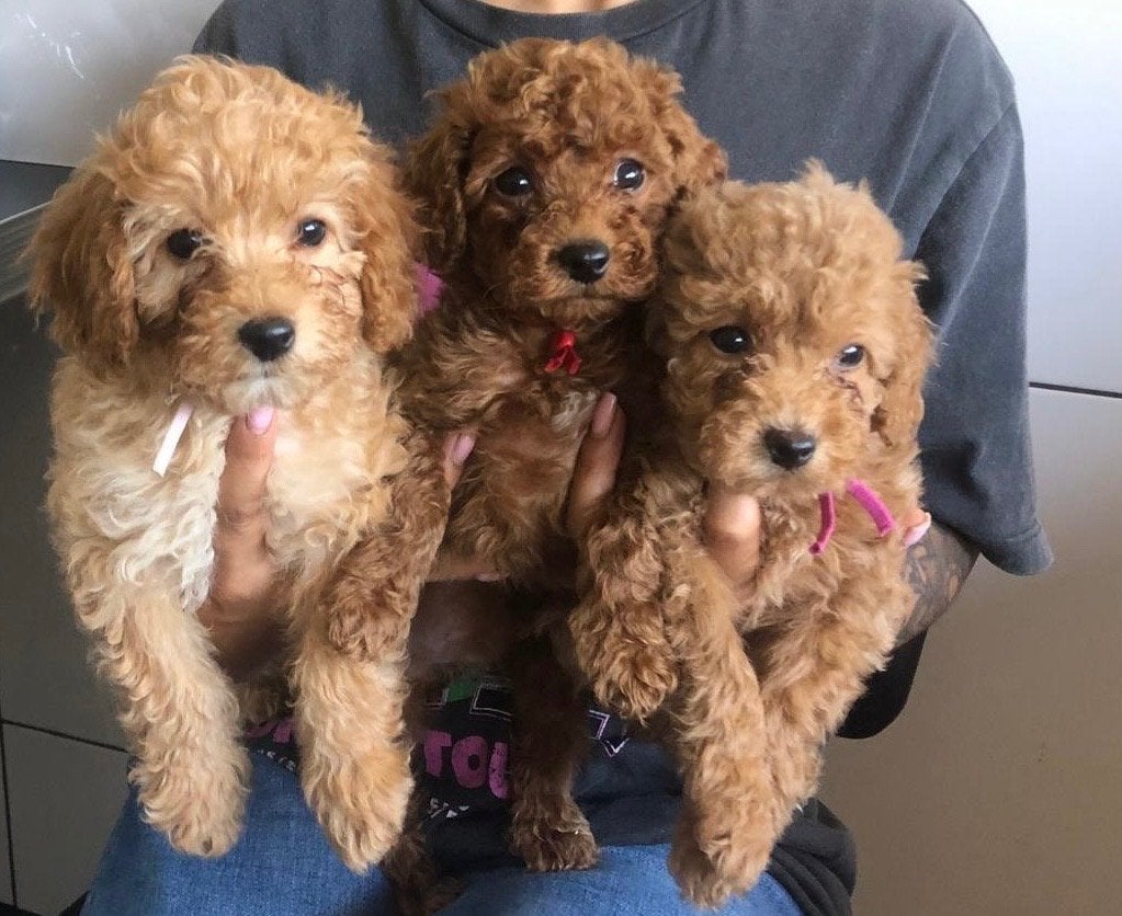 Toypoedel pups, Dieren en Toebehoren, Poedel, CDV (hondenziekte), 8 tot 15 weken, Meerdere