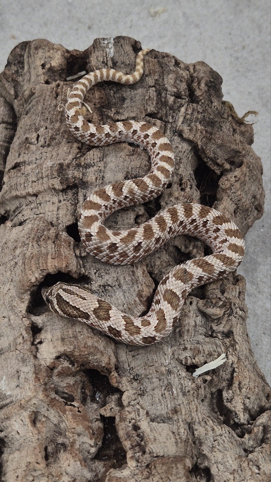 Haakneusslang Hognose Snake photo 3