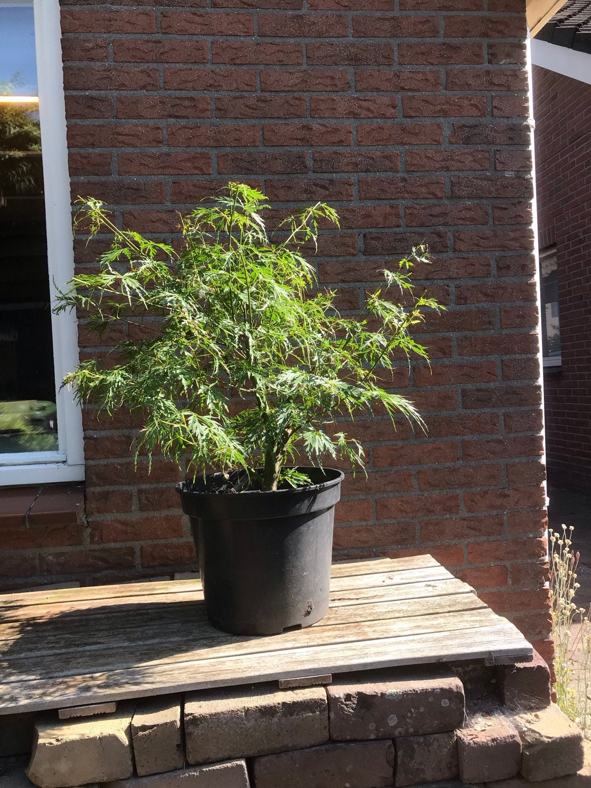 Japanse Esdoorn Dissectum in pot, Volle zon, Vaste plant, Bloeit niet, Ophalen