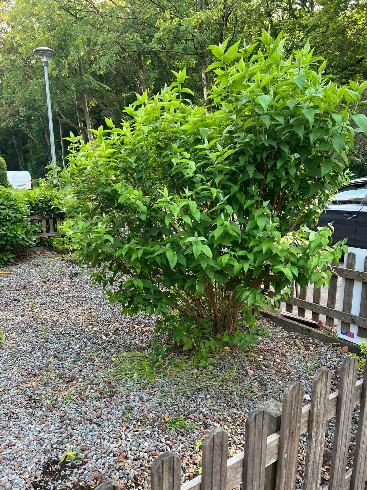 Gratis af te halen, Tuin en Terras, Planten | Struiken en Hagen, Ophalen, Overige soorten, 100 tot 250 cm