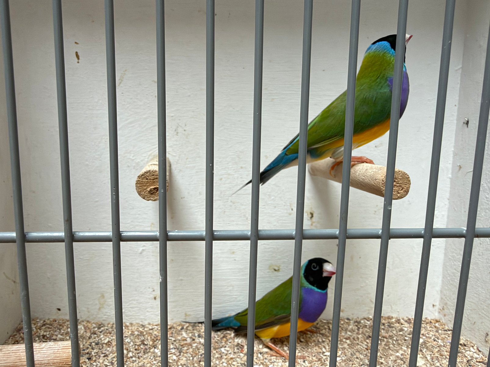 Gouldamadine man te koop!, Dieren en Toebehoren, Mannelijk, Geringd