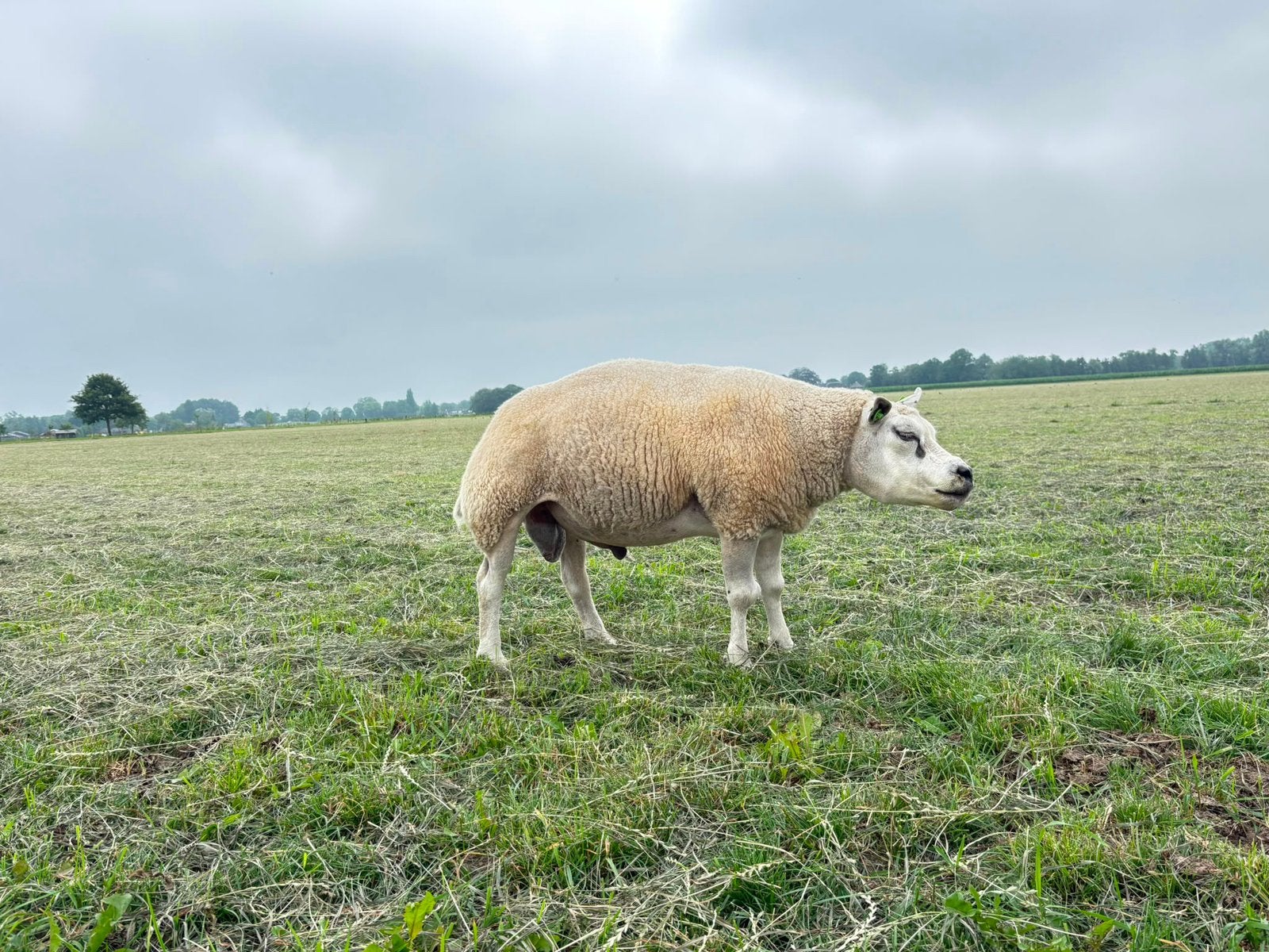 Texelaar dekram, Dieren en Toebehoren, Mannelijk, Schaap