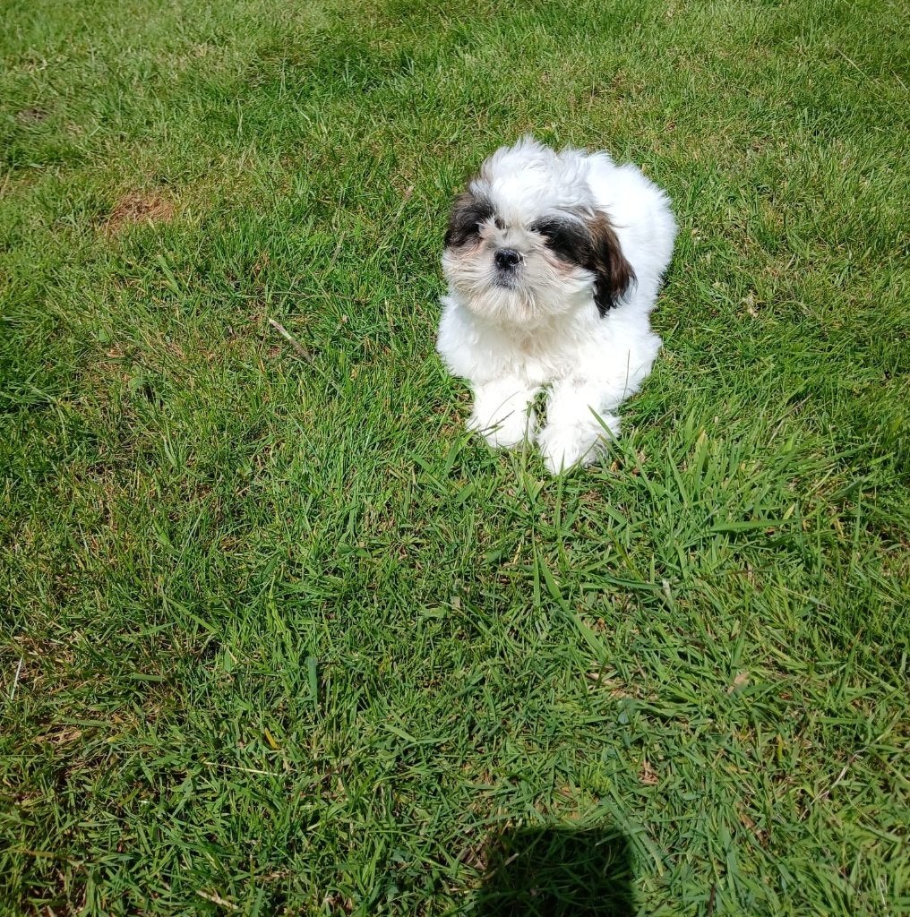 Shih Tzu pups, Dieren en Toebehoren, Honden | Chihuahua's en Gezelschapshonden, Reu, Overige rassen, Fokker | Professioneel, Meerdere