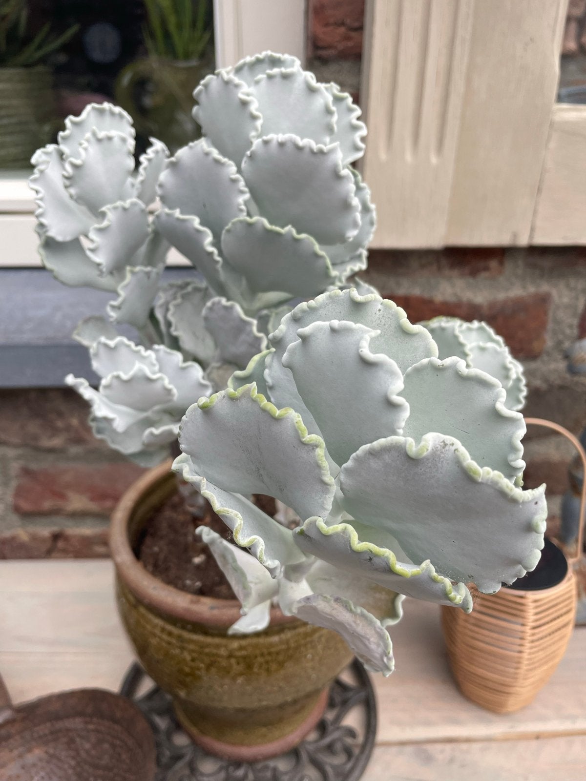 Cotyledon undulata vetplant, Tuin en Terras, Volle zon, Vaste plant, Lente, Ophalen