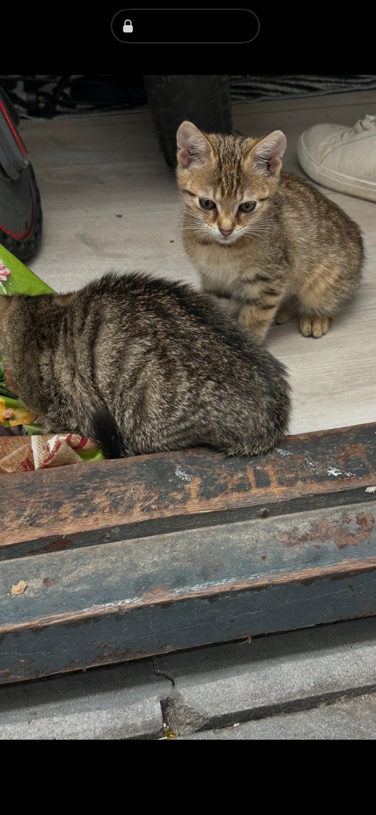 9 weken kleine kittens