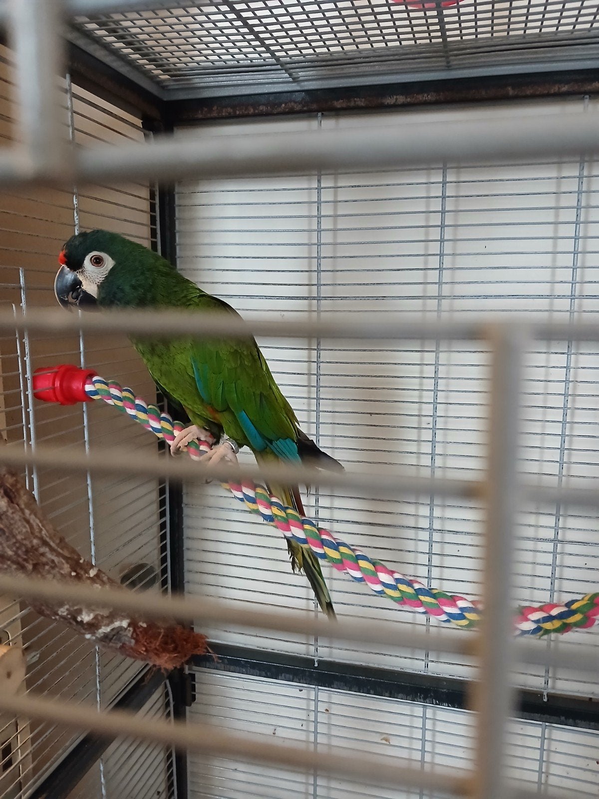 Ara macao / Ara maracana poppen te koop, Dieren en Toebehoren, Vogels | Parkieten en Papegaaien, Vrouwelijk, Papegaai, Tam