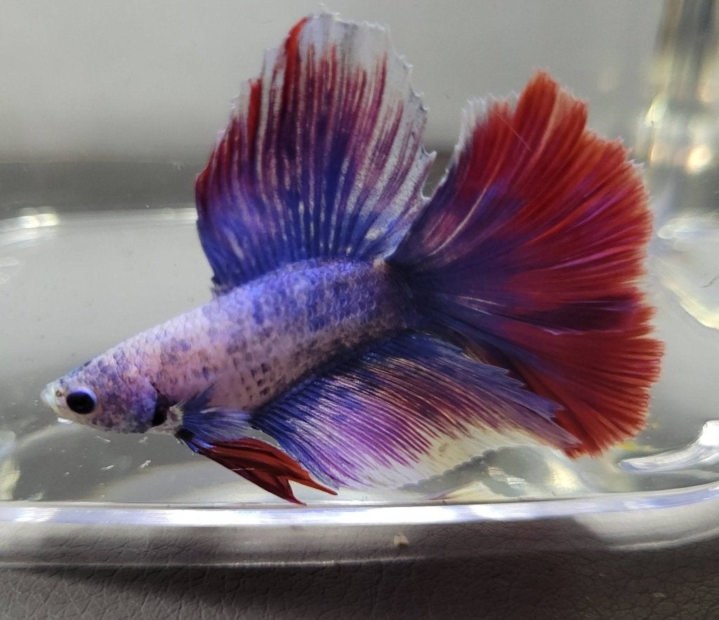 Hobbyaquarium  Betta Doubletail  Zaterdag 17 oktober 10/17u, Vis, Zoetwatervis