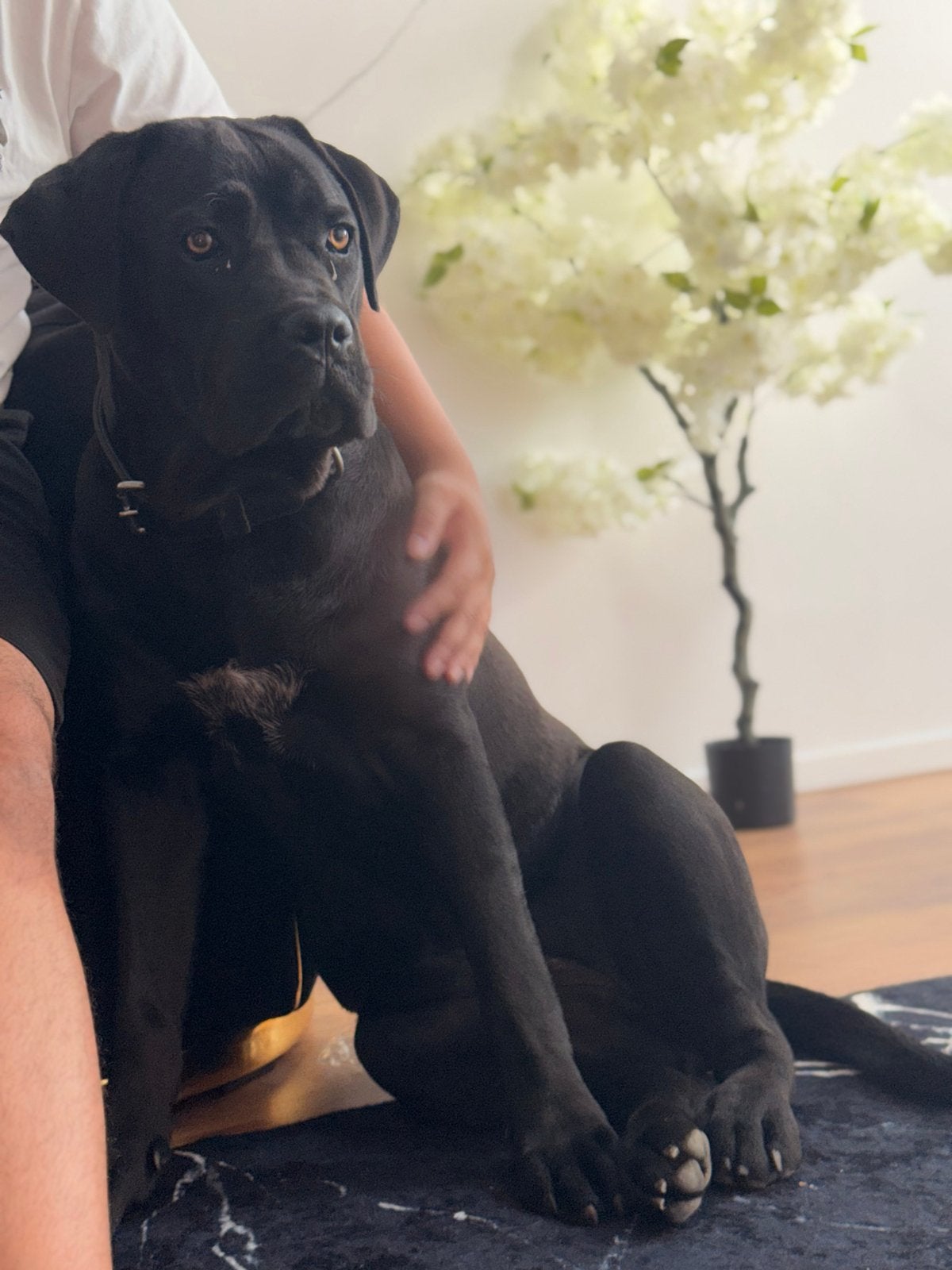 Cane corso teefje van 8 maanden, Rabiës (hondsdolheid), 15 weken tot 1 jaar, Teef, Groot