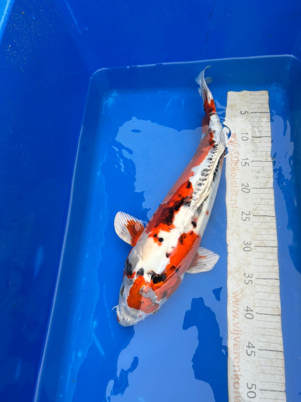 Doitsu Sanke koi 50cm, Karper of Koi