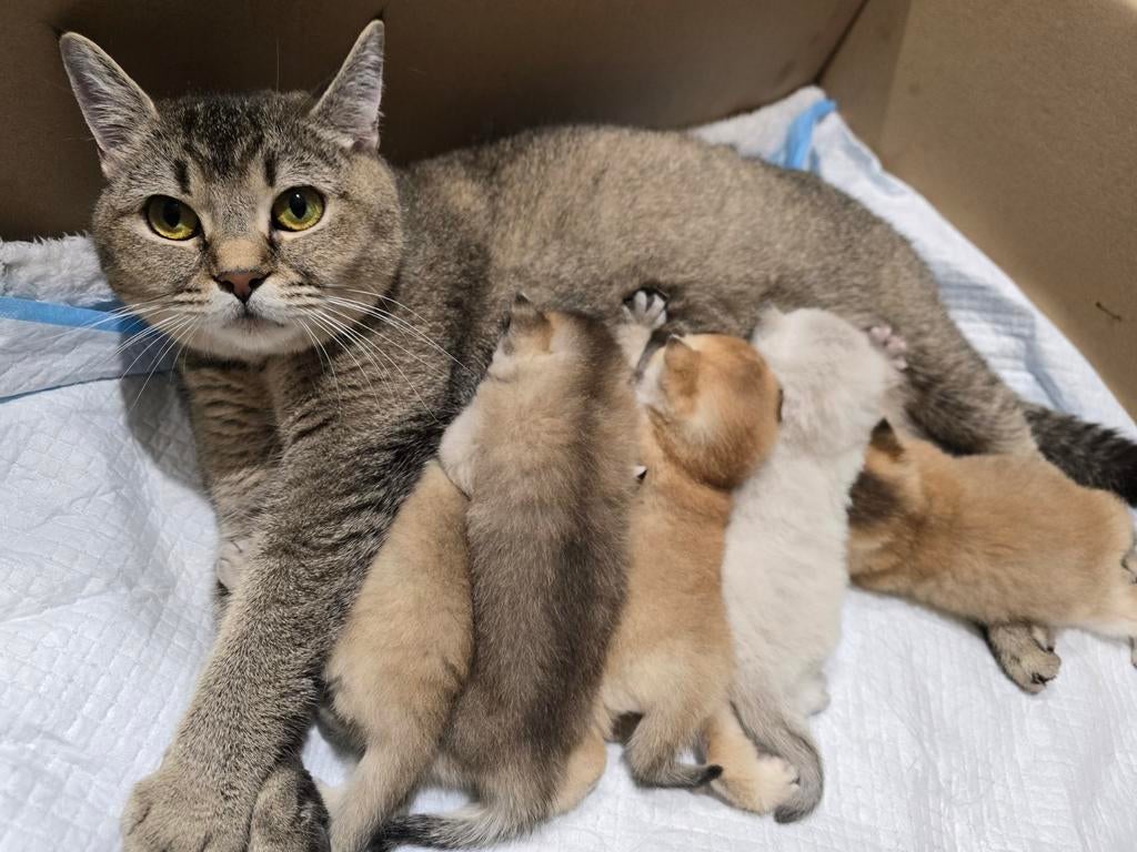 Britse korthaar Golden Shaded GERESERVEERD, Dieren en Toebehoren, Katten en Kittens | Raskatten | Korthaar, Meerdere dieren, Ontwormd