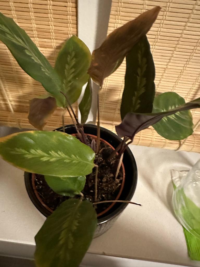 Mooie kamerplant met sierpot, Ophalen, Overige soorten, Halfschaduw, In pot
