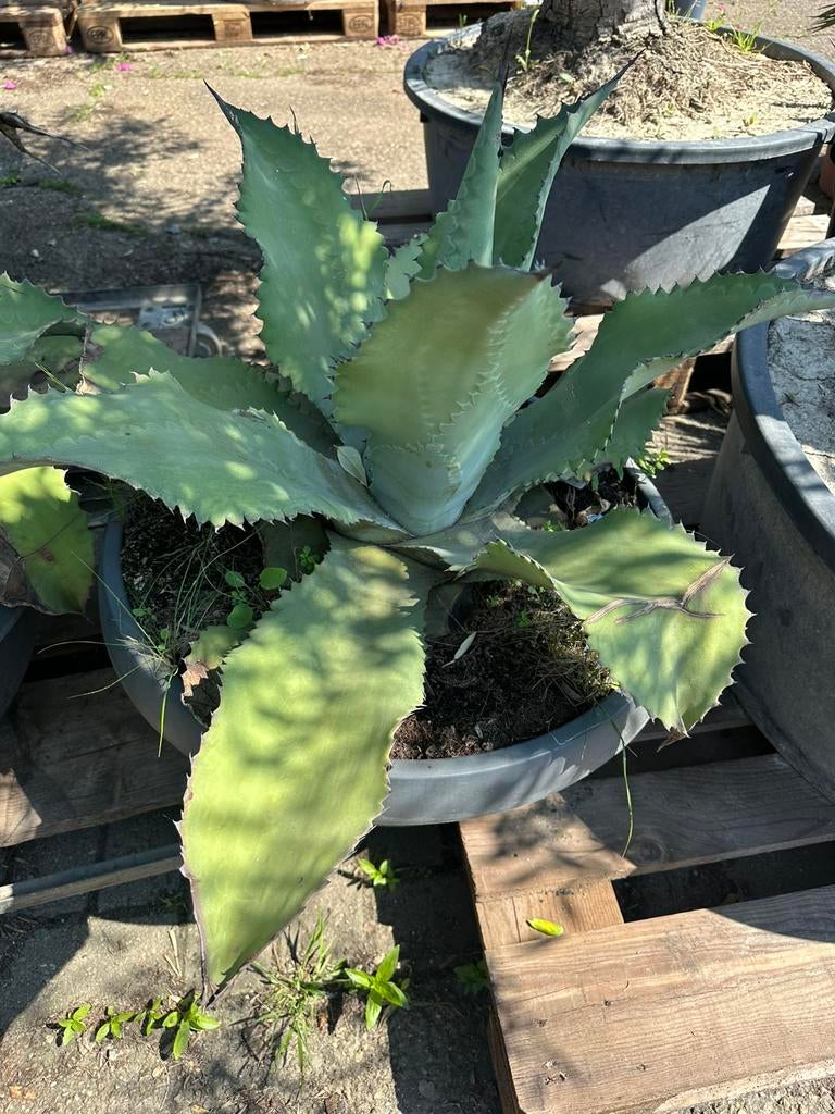 3 grote agave planten, Ophalen of Verzenden, Bloeit niet, Overige soorten, Volle zon