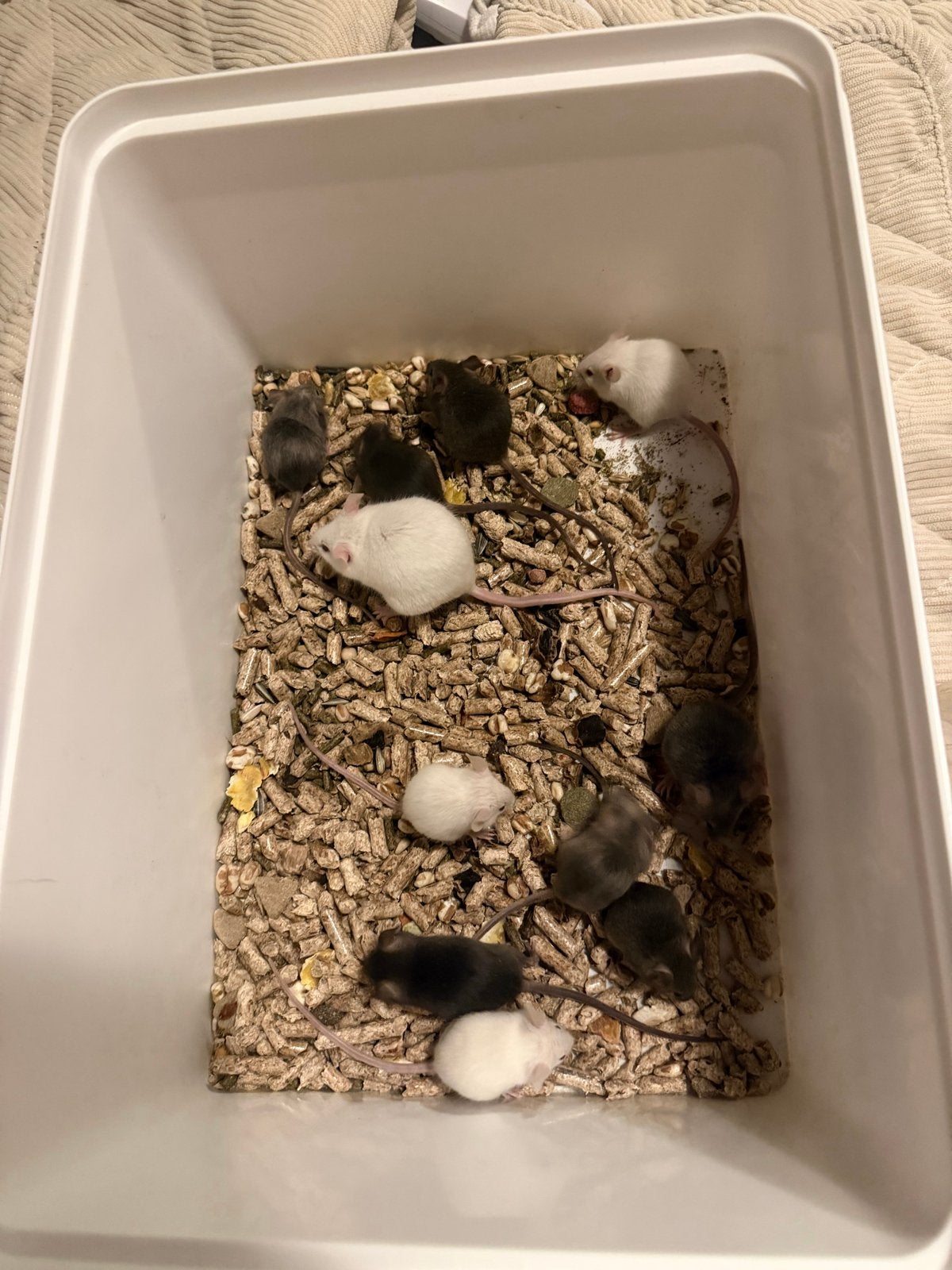 muizen, Dieren en Toebehoren, Knaagdieren, Geslacht onbekend, Muis, Maart, Tam