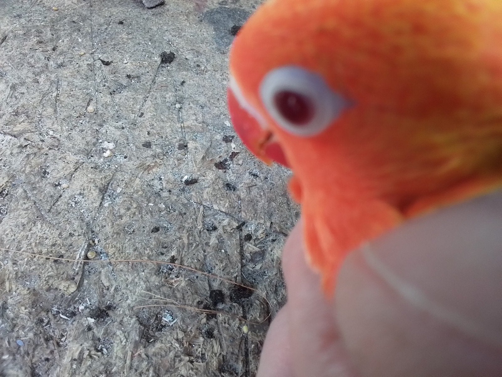 Twee lutino opaline rood masker ficheri 2026, Dieren en Toebehoren, Meerdere dieren, Dwergpapegaai of Agapornis