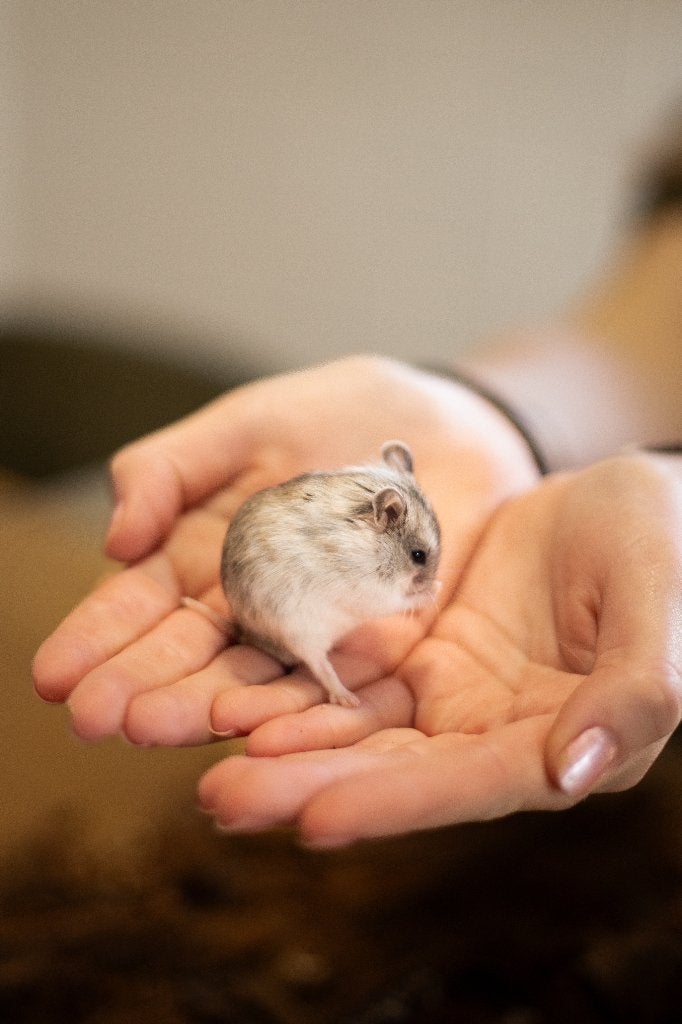 Chinese dwerghamster | Jonge hamsters | Goed tam te maken, Dieren en Toebehoren, Knaagdieren, Hamster, Juni, Vrouwelijk, Tam