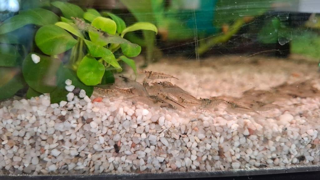 Neocardina garnalen, wildkleur, Kreeft, Krab of Garnaal, Zoetwatervis