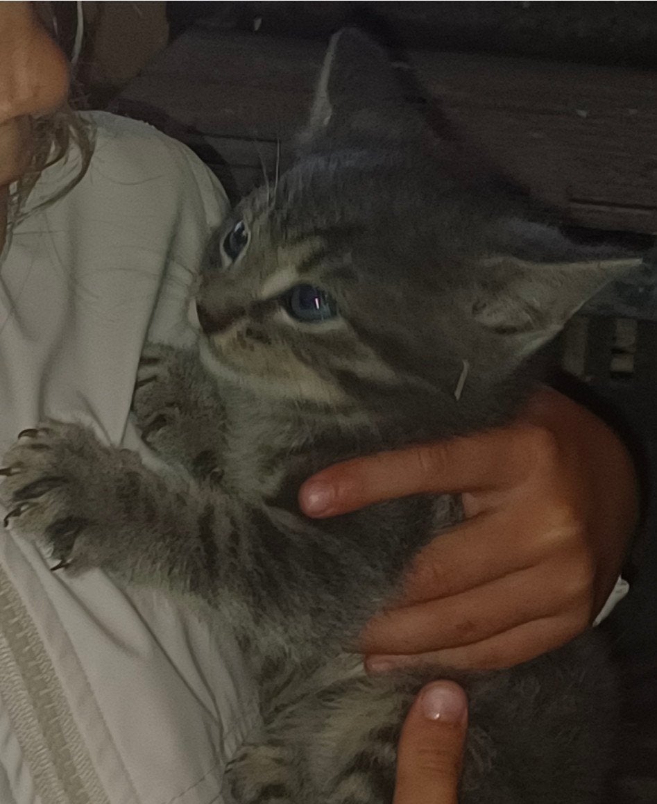 Jonge kittens poesjes, Poes, Kortharig, 0 tot 2 jaar