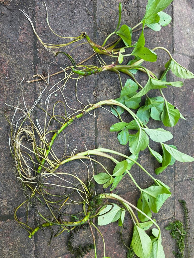 Vijverplanten voor een gezonde en mooie vijver, Tuin en Terras, Vijvers, Ophalen of Verzenden, Gebruikt