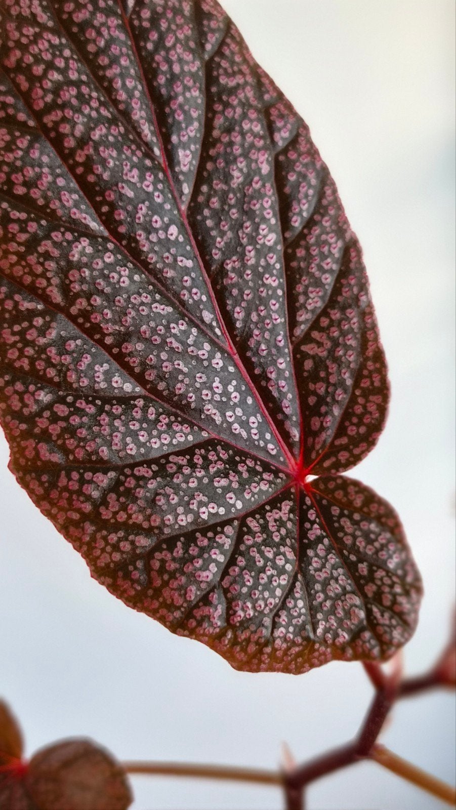 Zeldzame Begonia "Maurice Amey", Ophalen of Verzenden, Overige soorten, Halfschaduw, Minder dan 100 cm