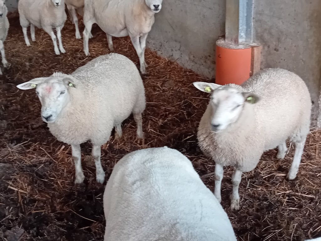 Te koop lammeren., Meerdere dieren, Schaap