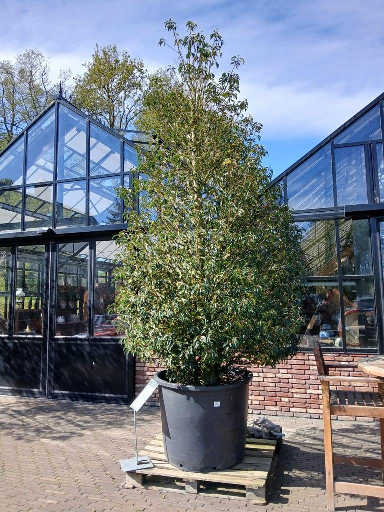 Grote Portugese Laurier zuil in pot., Tuin en Terras, Bloeit niet, Overige soorten, 100 tot 250 cm, Ophalen