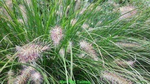 Lampenpoetsersgras Pennisetum in soorten Little bunny en Ham, Tuin en Terras, Ophalen, Herfst, Overige soorten, Halfschaduw