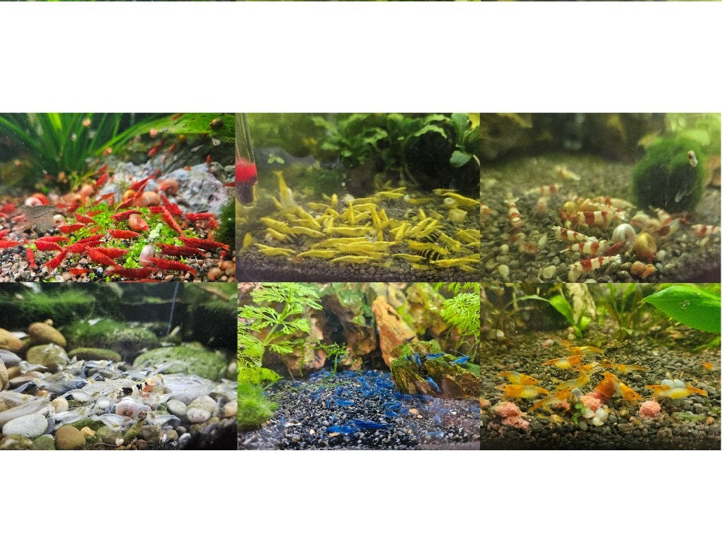 Prachtige garnalen, allerlei soorten! Neocaridina+caridina, Dieren en Toebehoren, Kreeft, Krab of Garnaal, Zoetwatervis
