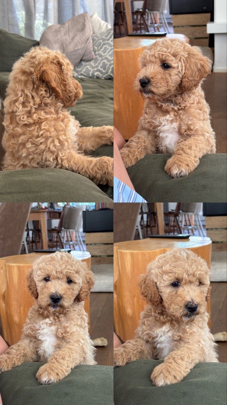 12 Golden Doodle Pups 🐾, 8 tot 15 weken, Parvo, Meerdere, Meerdere dieren