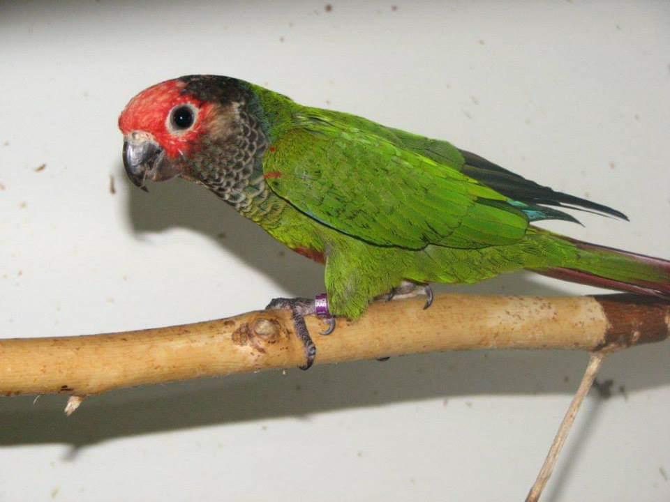 Pyrrhura roseifrons, Dieren en Toebehoren, Vogels | Parkieten en Papegaaien, Meerdere dieren, Parkiet, Geringd