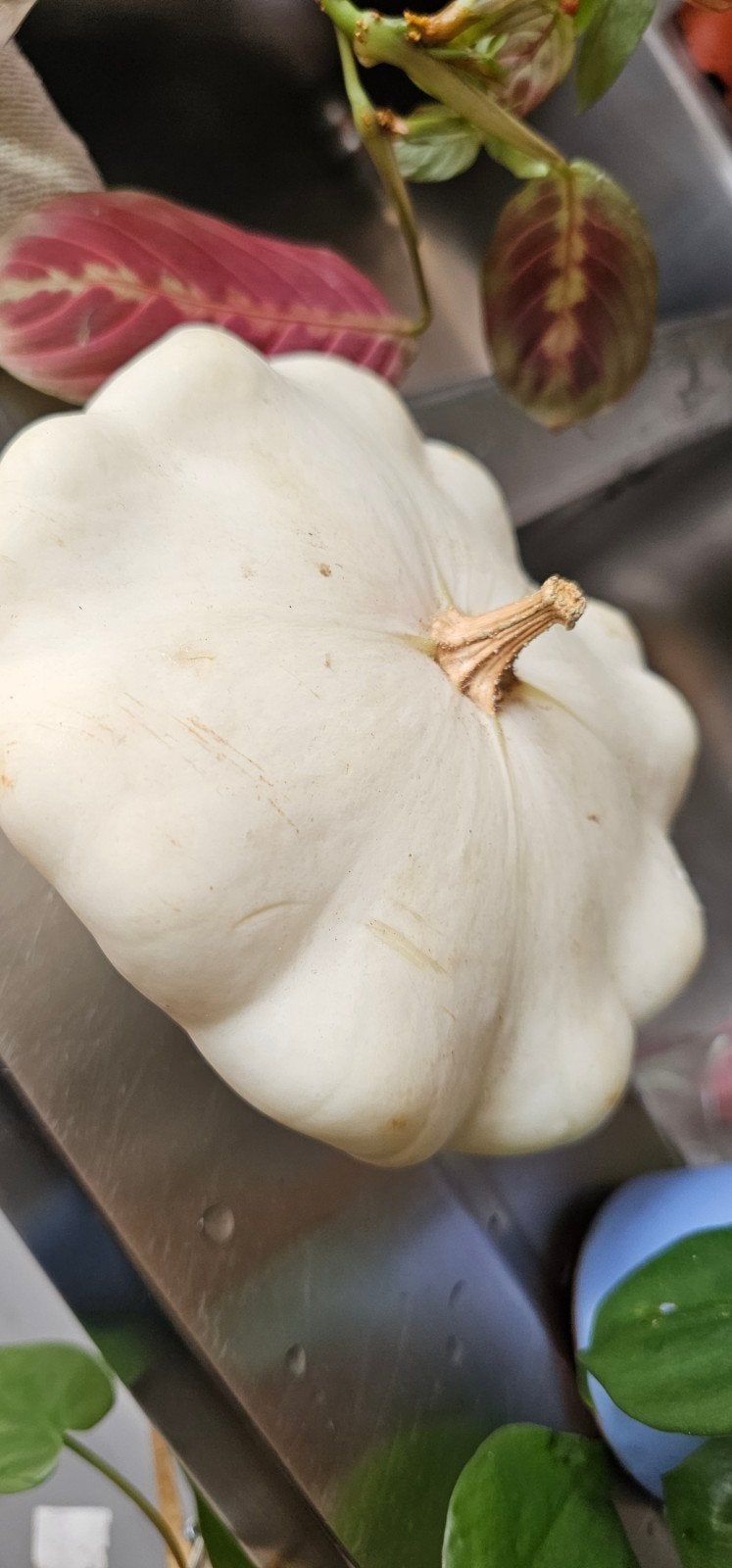 Courgette zaden, Tuin en Terras, Ophalen of Verzenden, Volle zon, Zaad