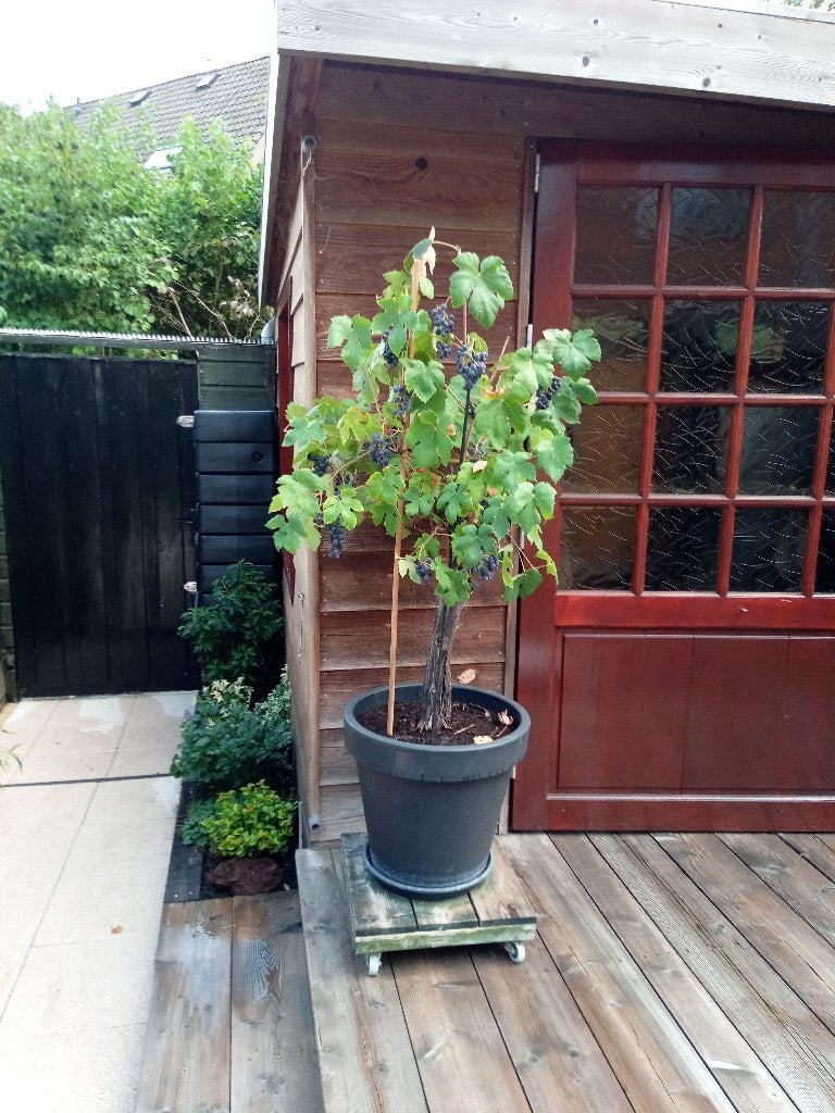 Druif op stam  .... 50 jaar oud, 100 tot 250 cm, Zomer, Volle zon, In pot