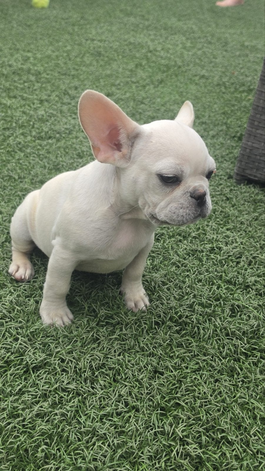 Titel: Franse Bulldog Pup Platinium Wit !, Dieren en Toebehoren, Honden | Bulldogs, Pinschers en Molossers, Reu, Bulldog, Eén hond